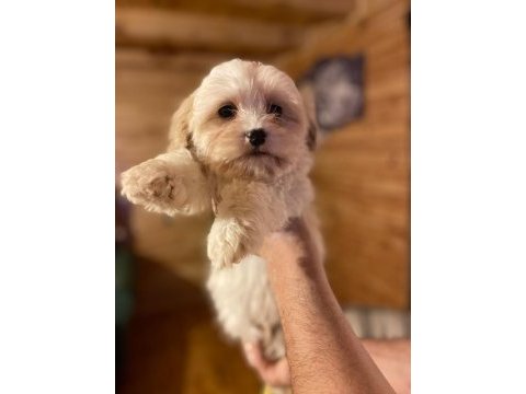 Minik boy maltipoo, al satçı değiliz kendi bebeklerimiz