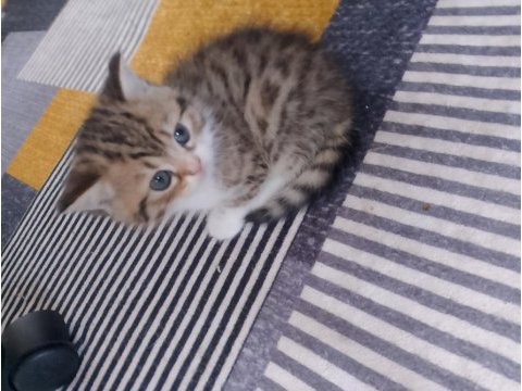 British shorthair kedimiz