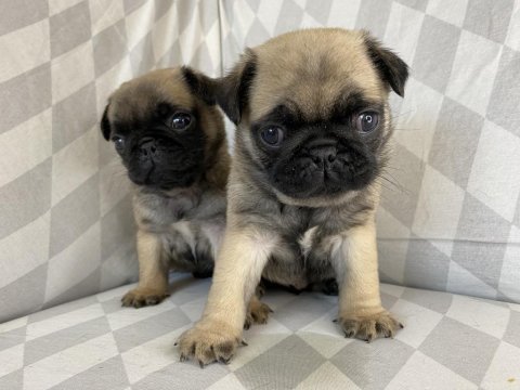 Pug mops yavrular ırk ve sağlık garantili denizli