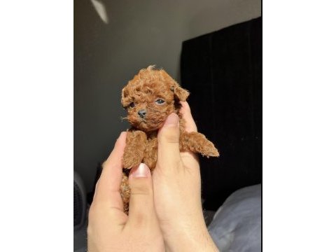 Yeni yuvalarını bekleyen ırk garantili yavru köpekler