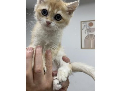 Gold british shorthair  yavrularımız 