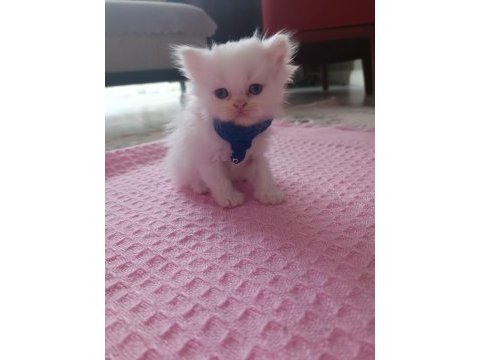 İran kedisi yavruları