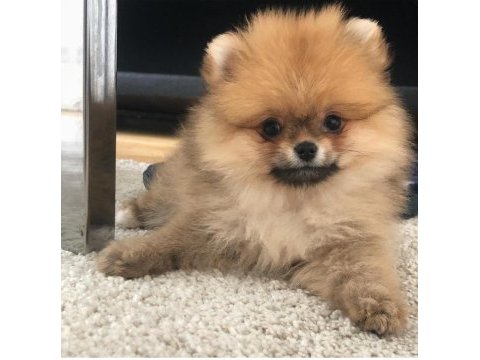 Ayı surat pomeranian