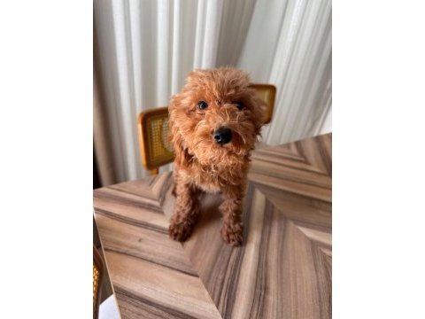 3 aylık erkek toy poodle