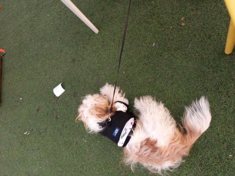 Eğitimli ev köpeği maltese terrier