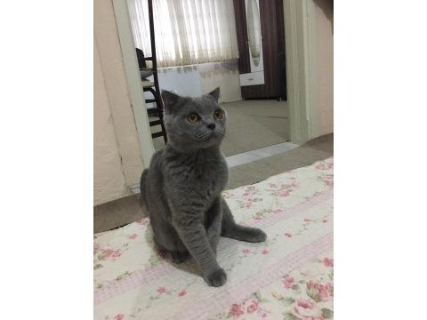 British shorthair