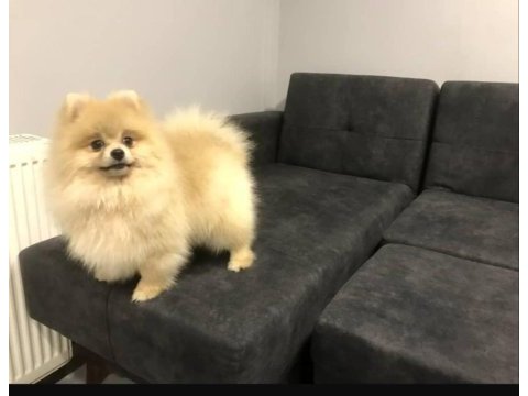 Orjinal yurt dışı karneli pomeranian erkek