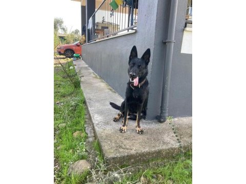 Yetişkin temel itaatli alman çoban köpekler