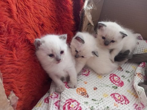 Safkan british blue point yavruları