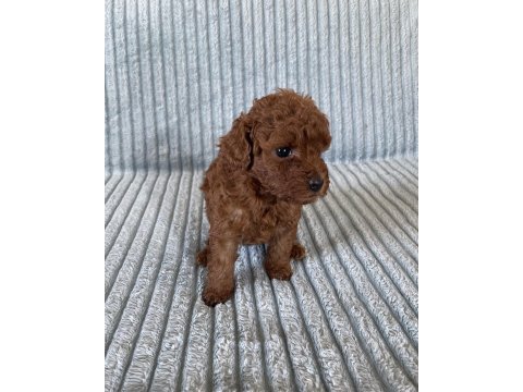 Eşsiz güzellikte toy poodle yavru