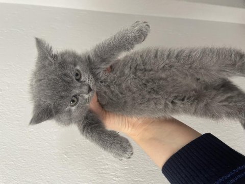 55 günlük british shorthair dişi yavrularımız