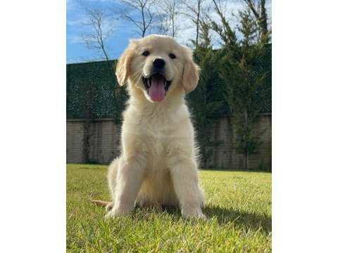 Baby face golden yavruları 