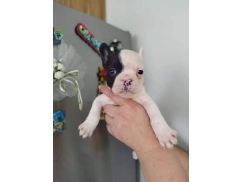 Korsan maskeli french bulldog yavruları