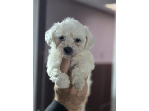 Ruhsatlı çiftliğimizden safkan maltese terrier yavruları