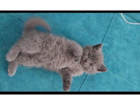 Güzel british shorthair bebeklerim
