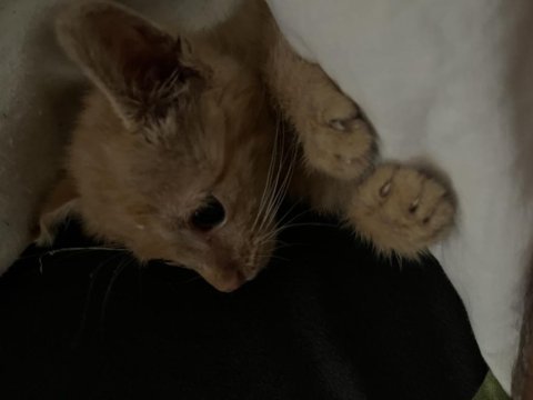 1 buçuk aylık sokak kedisi acil sahiplenmesi gerekiyor