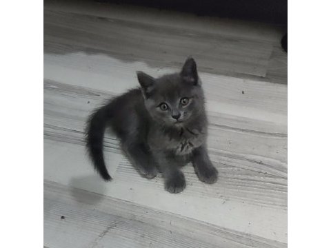 Bulue yavrumuz yeni yuvasını arıyor