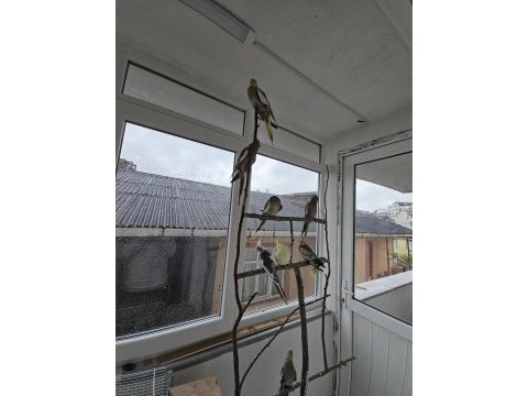 Verimli sultan papağanı çiftler