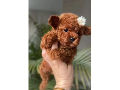 Karakteri ve görünüşüyle özel poodle