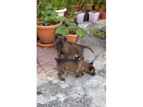 Belçika malinois yavrularımız