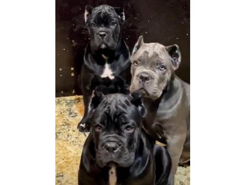 Sahibine bağlı cane corso yavrular
