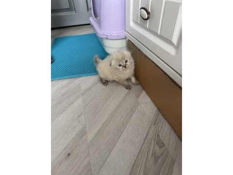 Scotish fold longhair prenses