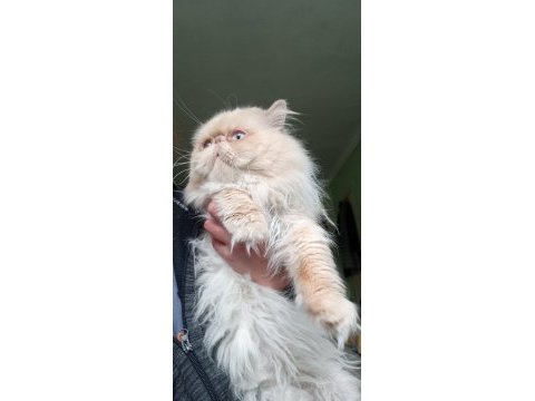 Safkan show face iran kedisi erkek