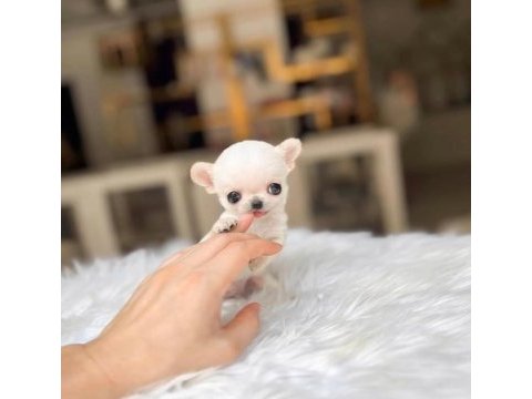 Micro mini cep boy chihuahua