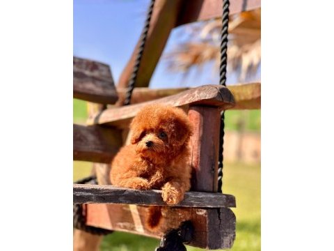 Eğitilebilir toy poodle yavruları ile evinize neşe katın