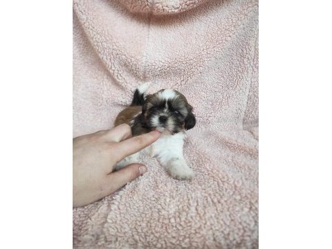 Shih tzu bebekler