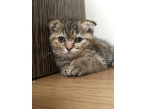 Bal suratlı scottish fold yavrumuza yeni yuva arıyoruz