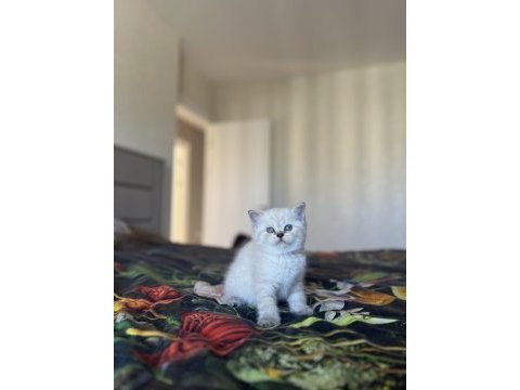 Brıtısh shorthair sılver yavrularım 