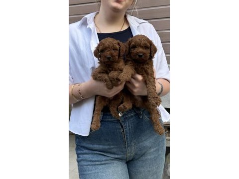 Muhteşem güzellikte toy poodle yavrular