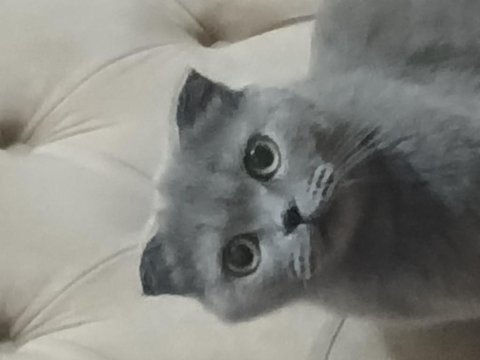Prenses kızımız şila 2020 doğum yetişkin dişi scottish fold