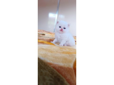 British longhair ve shorthair yavru kediler