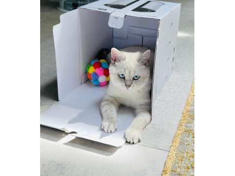 British shorthair blue point