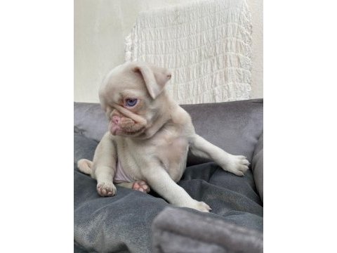 Farklı olmak isteyenlere özel exotic pink pug bebek