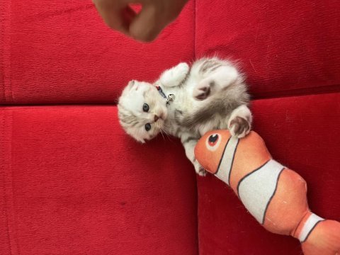 Ev ortmanından cinnamon scottish fold yavrular