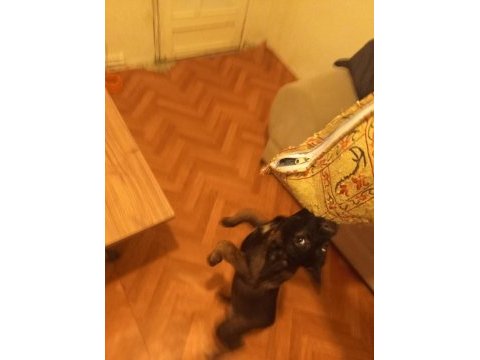 Renk güzeli dişi köpeğimize yuva arıyoruz