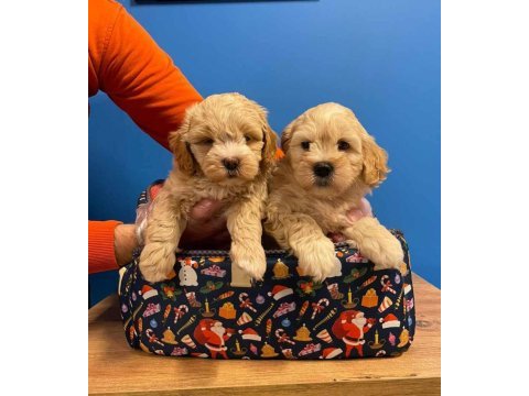 A kalite maltipoo bebeklerimiz