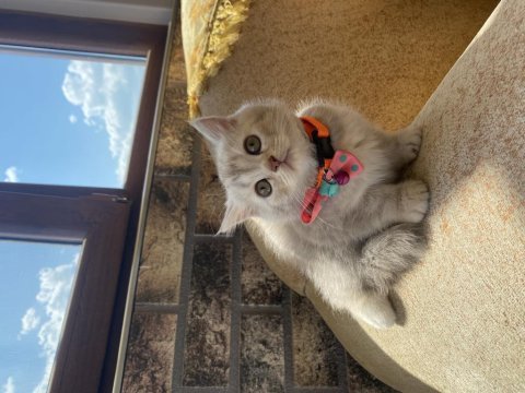Süslü british shorthair kızımıza yuva arıyoruz