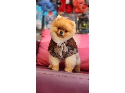 Orjinal ayı surat pomeranian boo