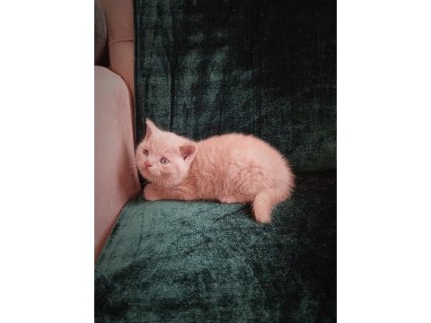 Safkan fawn british shorthair dişi