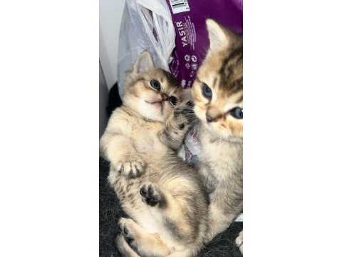 Silver ve golden british shorthair bebekler