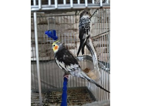 Toplu 2 takım sultan 1 takım jumbo 1 takım muhabbet