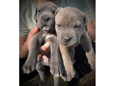 Cane corso blue yavrular