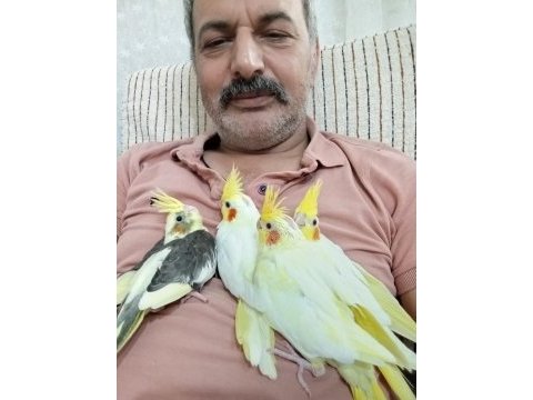 Yavru sultan papağanları