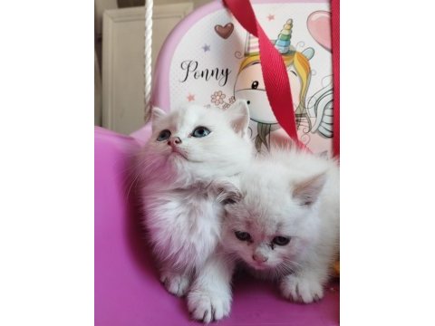 Teslime hazır british longhair