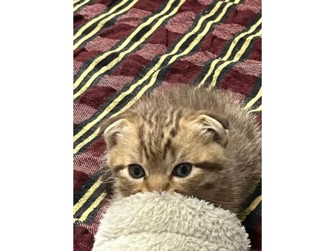 Minik yavru kediler