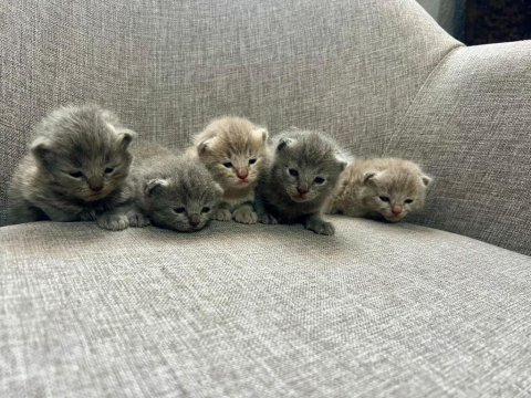 British shorthair yavrularım yuvalarını bekliyor